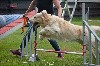  - Séance agility avec nos poilus !!