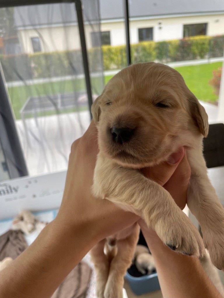 chiot Golden Retriever Stéphanie Le Mouillour