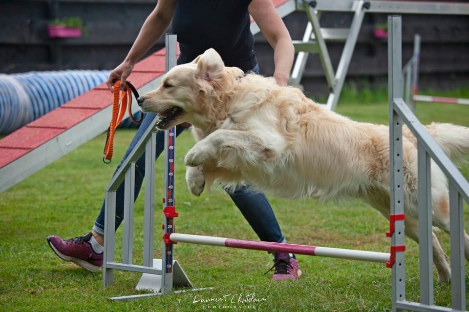 Séance agility avec nos poilus !!